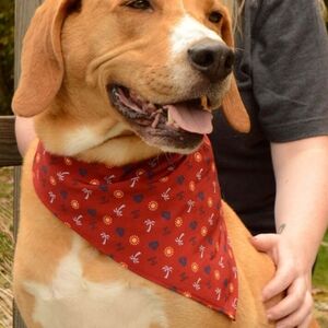 Dog Bandana Life is Good Red Beach Elements Theme Small NWT